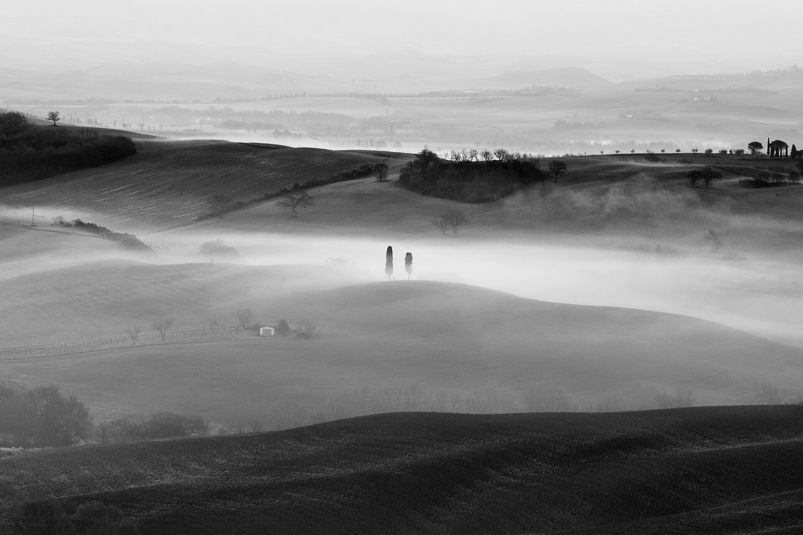 Cypresses in the morning mist