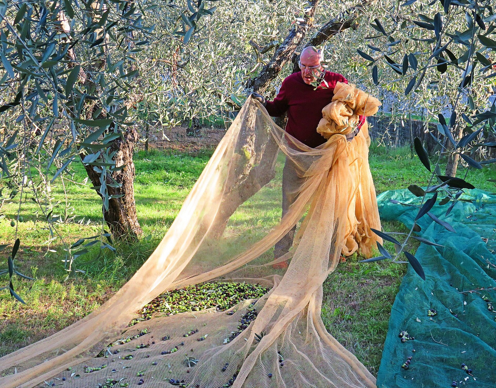 Raccolta delle olive sui teli in Toscana