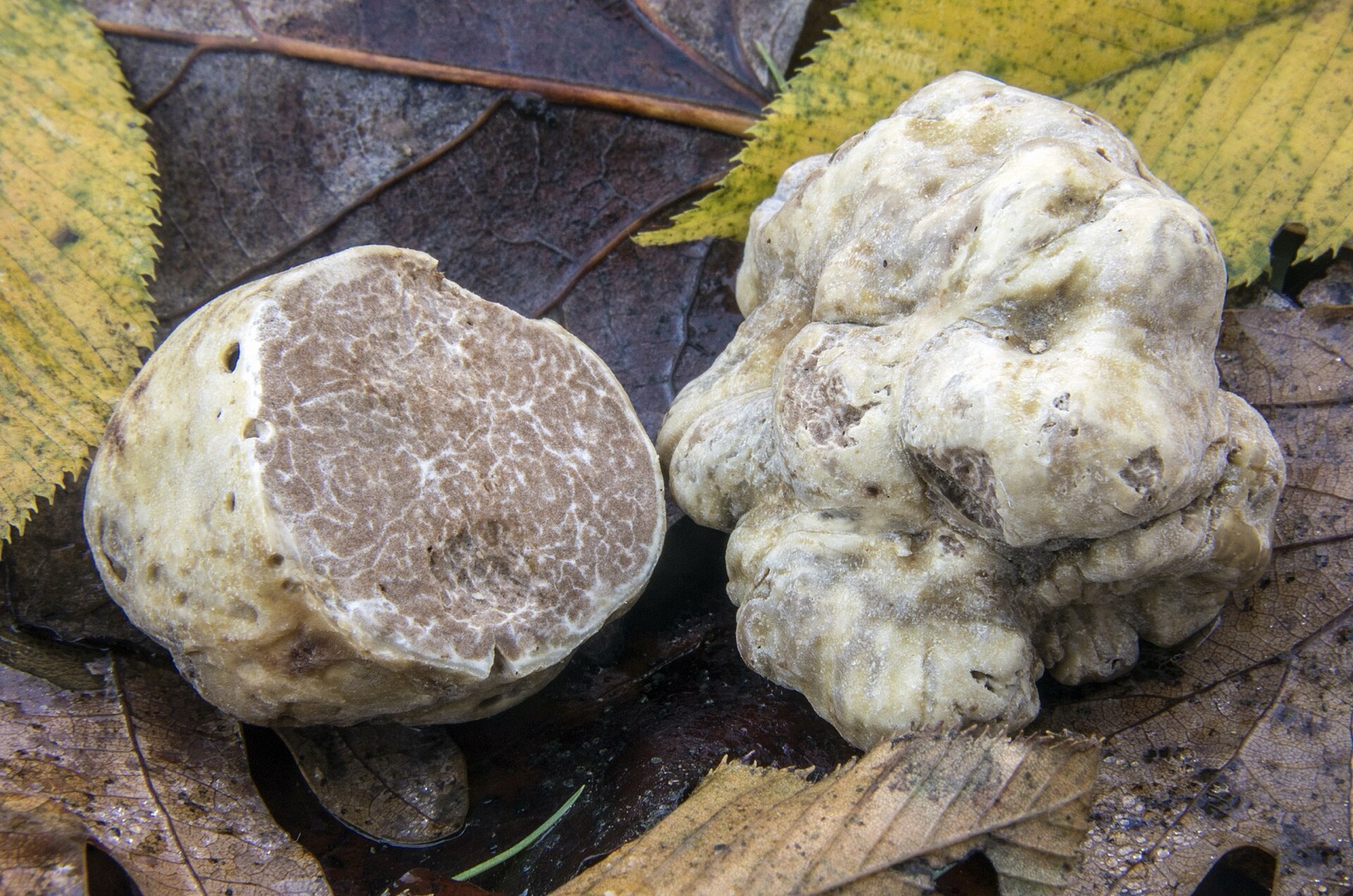 Tartufo bianco (Tuber magnatum)