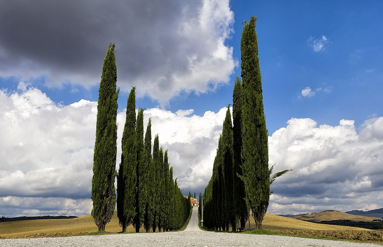 Viale di cipressi lungo la Cassia in Val d'Orcia
